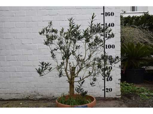 olijf oranje schaal - Olive tree