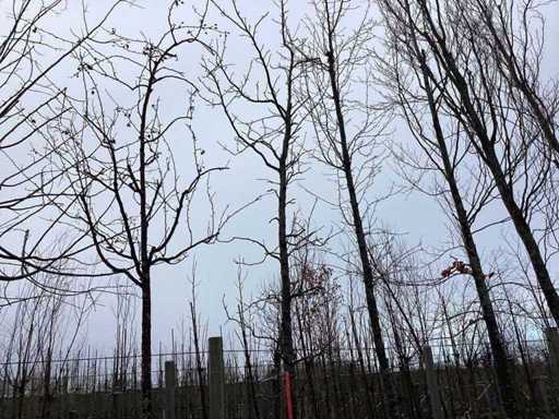 Sweet Gum – Topiary-Baum