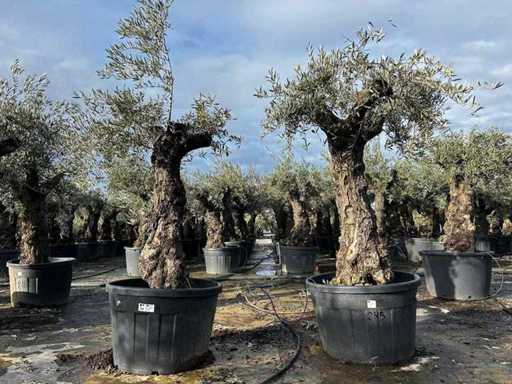 Olive Trees (2x)