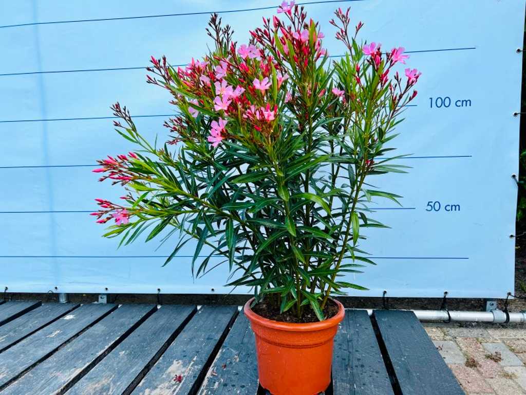 oleander różowy 100cm
