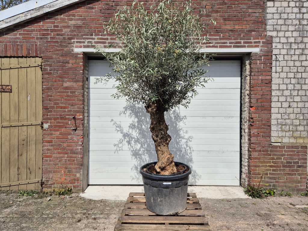 Olive tree Bonsai - Olea Euopaea - height approx. 250 cm