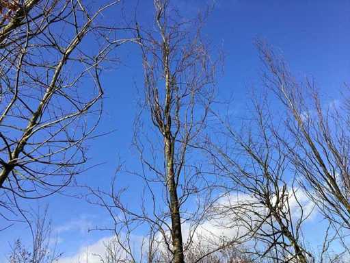 Groene Zuilbeuk - Vormboom