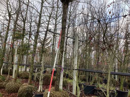 Bolacacia – drzewo cebulowe