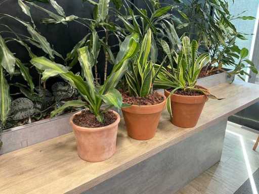 Piante di terracotta con vaso (3x)