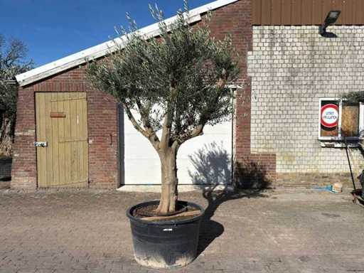 Olivenbaum Andalucia XXL – Olea Europaea – ca. 80 Jahre alt – Höhe ca. 280 cm