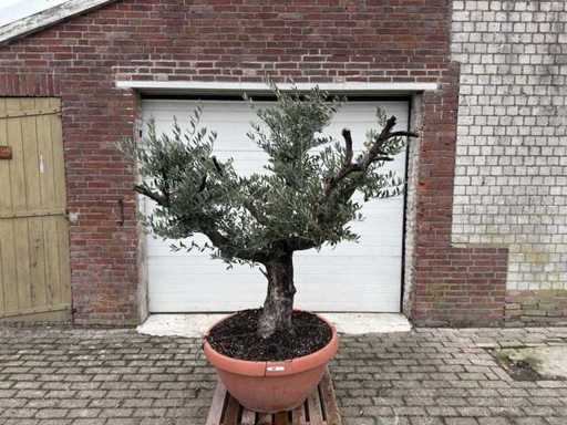 Olive Peau ancienne - Olea europaea - 100 ans - hauteur environ 200 cm