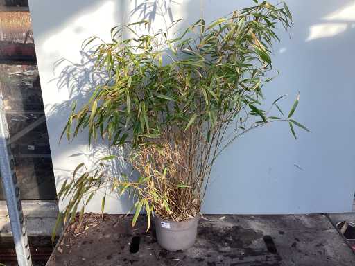 Siergrassen - Bamboe (x10)