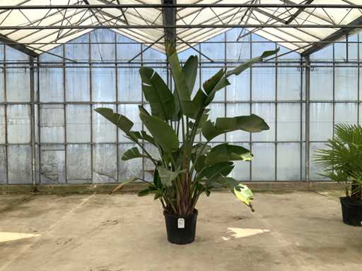 Bird of Paradise Flower (Strelitzia Reginae)