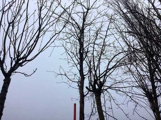 Zoete Kers - Vormboom