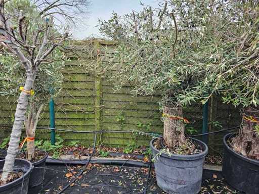 Magnifieke olijfboom (100-120 jaar) - Mediterrane hoogtepunt