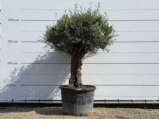 Olive tree Bonsai - Olea Europaea - approx. 80 years old - height approx. 220 cm