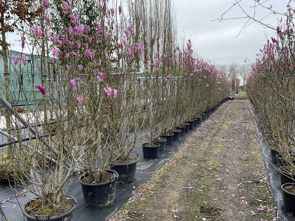 meerstammige magnolia susan (1x)