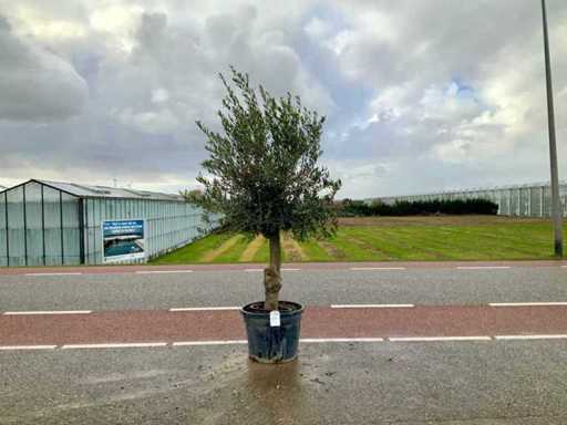 Olijfboom (Olea Europaea Lessini)