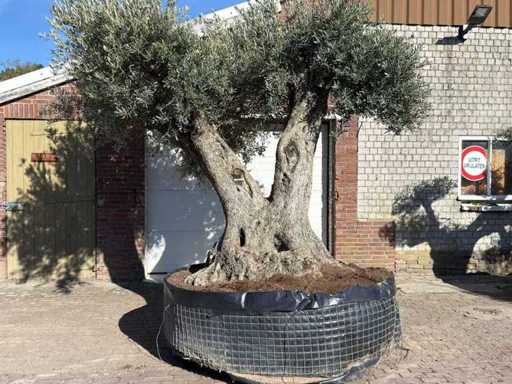 Olive tree Bonsai XXL - Olea Europaea - 200 years old - Height approx. 330 cm