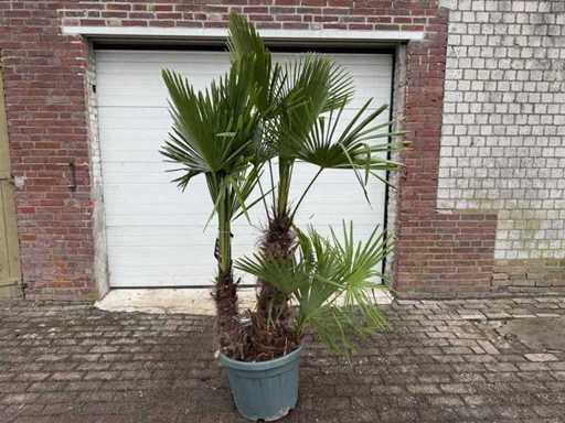 Palmier evantaiul chinezesc - Trachycarpus fortunei - Trunchi triplu - Înălțime aprox. 250cm