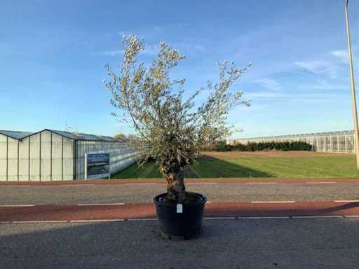 Drzewo oliwne (Olea europaea lessini)