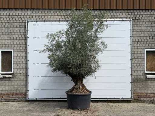 Olijfboom Bonsai - Olea Europaea - ca. 80 jaar oud - hoogte ca. 280 cm