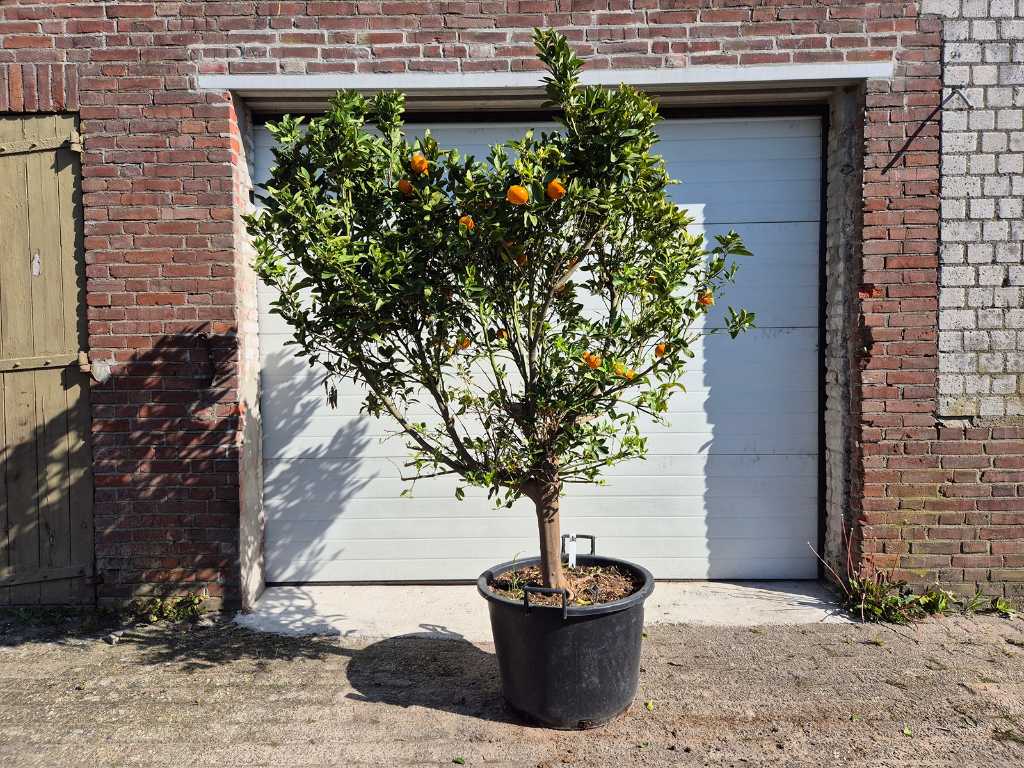 Mandarin tree - Citrus Reticulata - Fruit tree - height approx. 200 cm