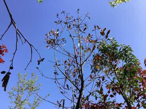Arancia messicana - Albero sempreverde