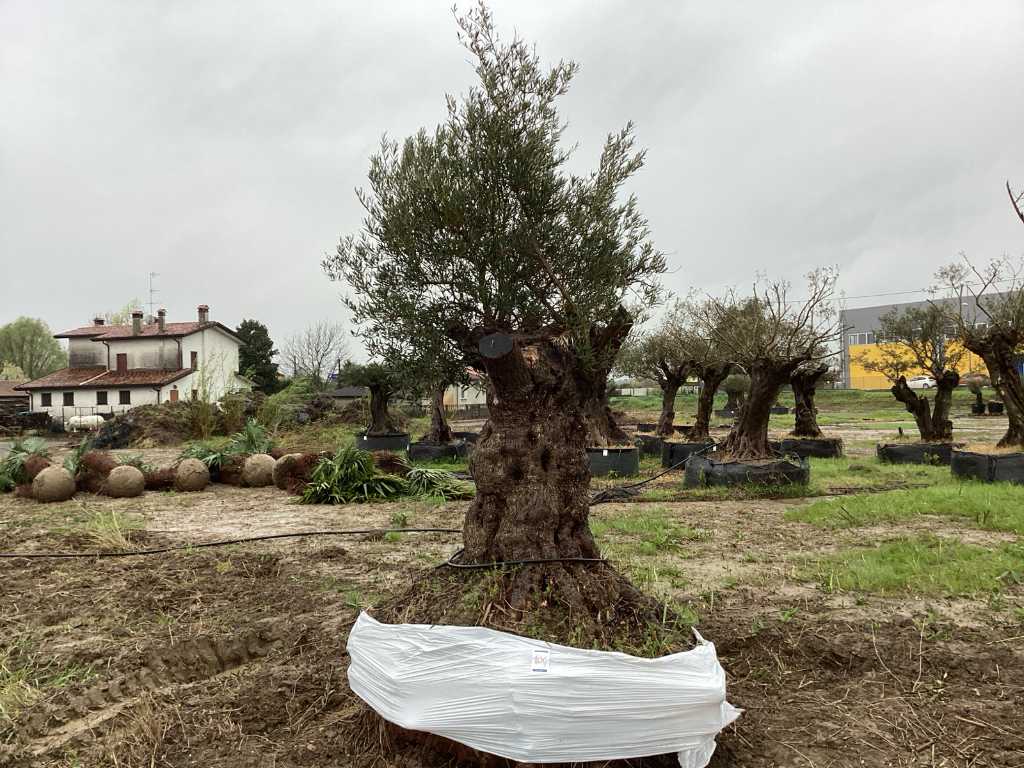 Jahrhundertealter Olivenbaum im Korb