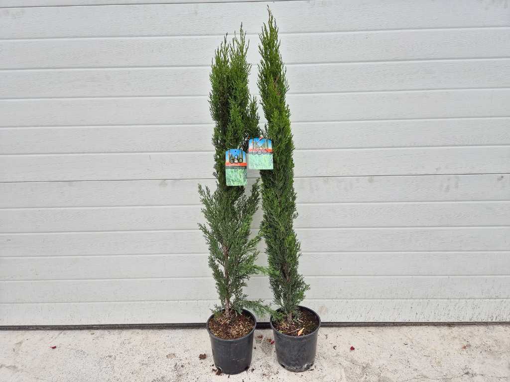 2x Italian Cypress - Mediterranean tree - Cupressus Simpervirens - height approx. 100 cm