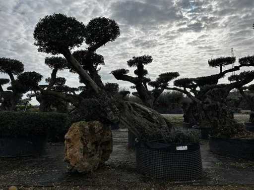 POM POM - Olive tree in exemplary basket