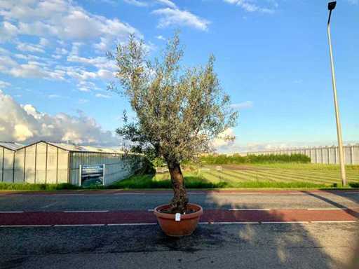 Ulivo (Olea Europaea Lessini)