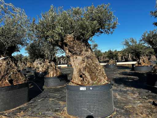 Olive tree in basket Specimen