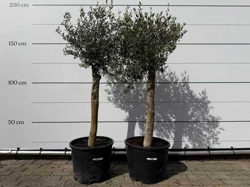 2x Olivenbaum Florida – Olea Europaea – ca. 40 Jahre alt – Höhe ca. 160 cm