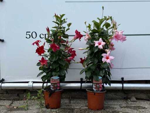 2x Dipladenia pyramid mix - Dipladenia Rio - hauteur environ 70 cm