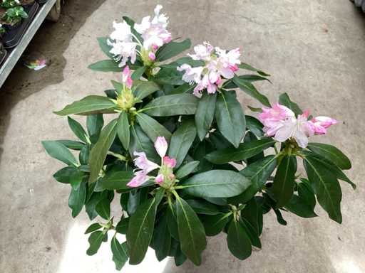 Struiken - Rododendron (x25)