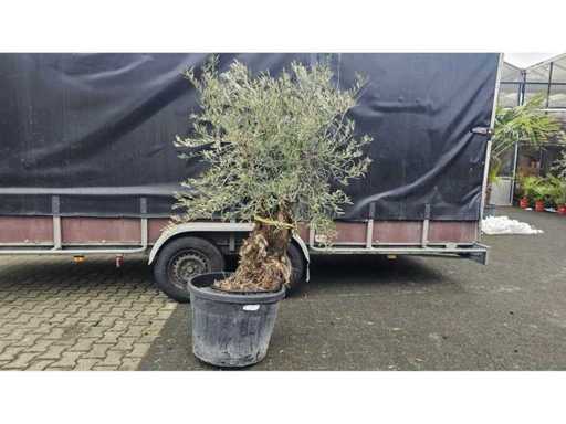 Bonsai exclusiv de măslin - Olea europaea - 170cm