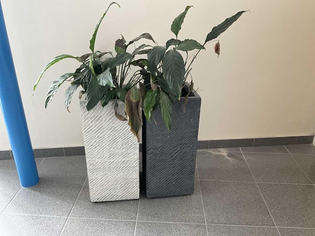 Pflanzen mit Töpfen (2x)
