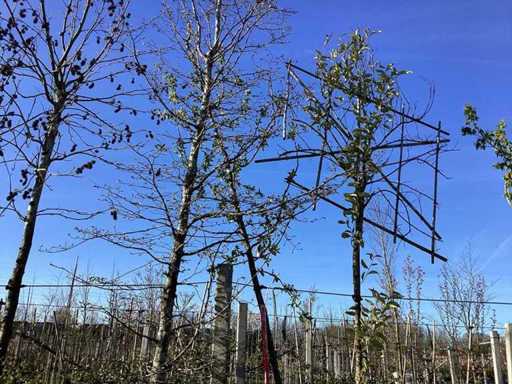 Măr de măr - Arbore ornamental