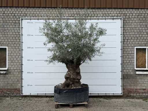 Bonsai d'ulivo XL - Olea Europaea - circa 120 anni - altezza circa 250 cm