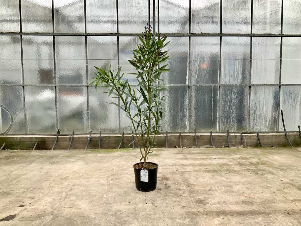 Leandru roșu (Nerium oleander)