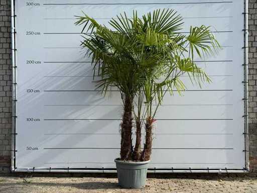 Tronco triplo a ventaglio cinese - Trachycarpus Fortunei - altezza circa 260 cm