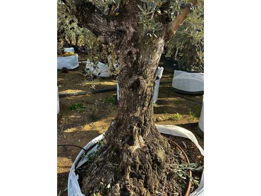  OLEA EUROPEA SECOLARE  