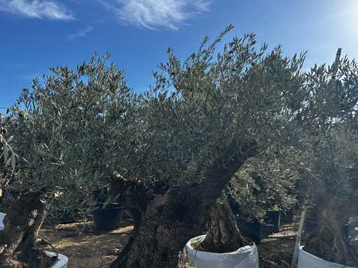  OLEA EUROPEA SECOLARE  