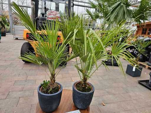 2er Set Zwergpalmen (Chamaerops humilis) in edlen Fiberglas-Übertöpfen