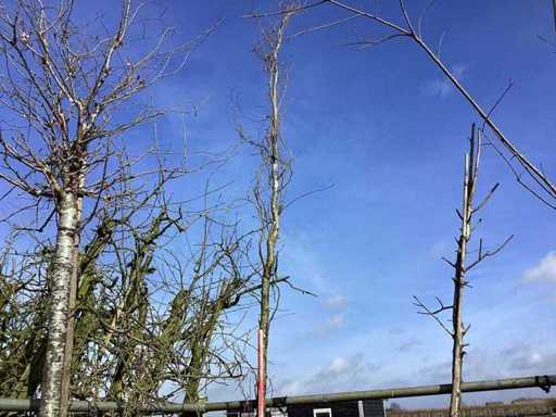 Groene Beuk - Vormboom