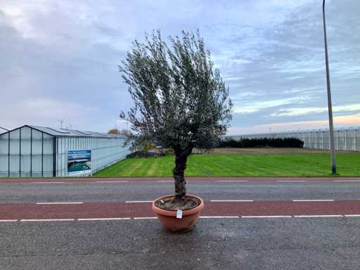 Olijfboom (Olea Europaea Lessini)