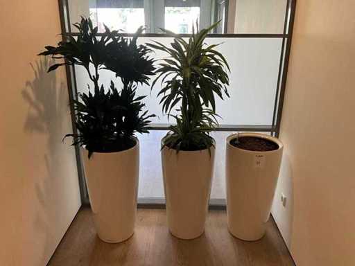 Planten met pot (2x)