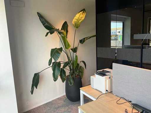 Large plant in pot