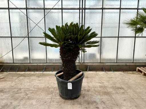 Palma dwugłowa (Cycas revoluta)