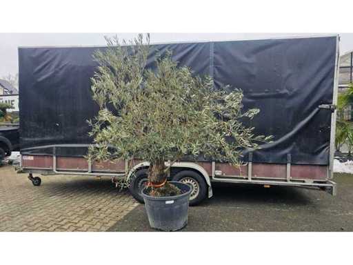 Măslin magnific (Olea europaea) - 240cm - circumferința trunchiului 80cm