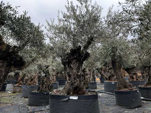  OLEA EUROPEA SECOLARE  