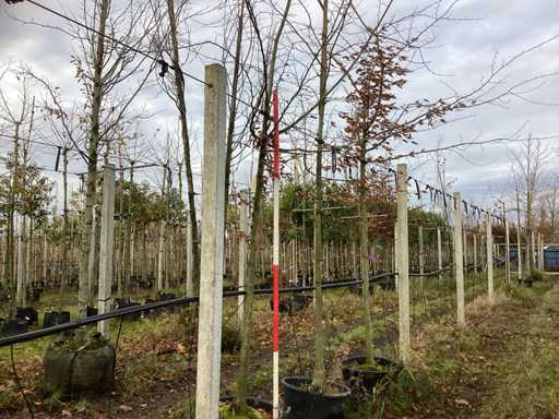 Grab - Parkboom (2x)