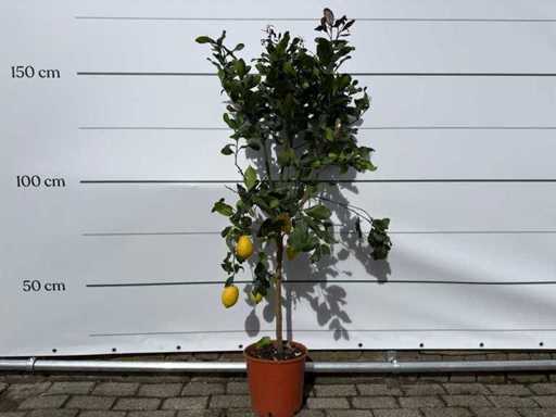 Zitronenbaum – Zitruslimon – Obst-/Obstbaum – Höhe ca. 150 cm 