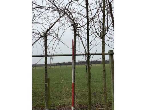 Weeping Ornamental Cherry - Ornamental Tree